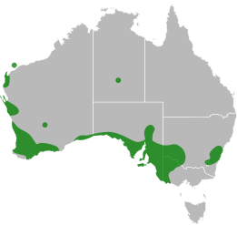 File:Aprasia distribution.svg