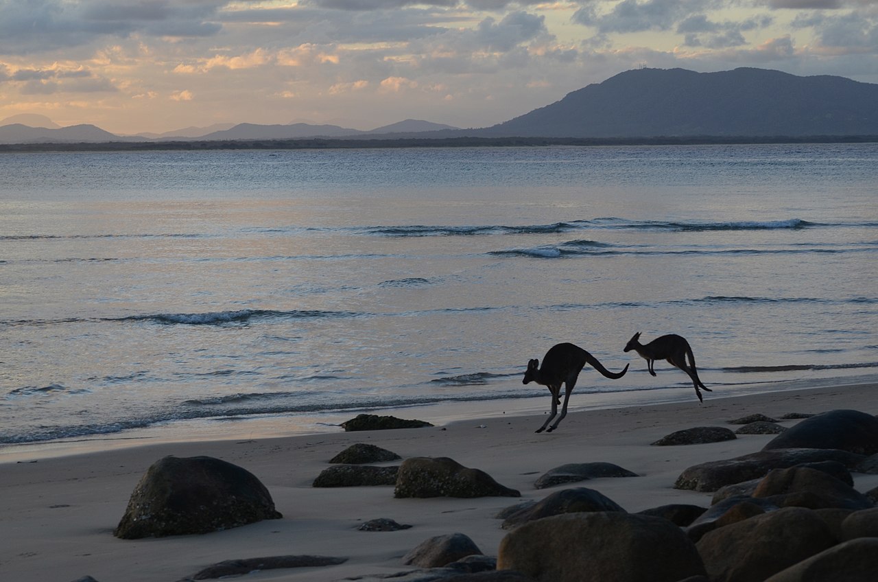 Kangaroos at Trial Bay