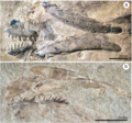 Thumbnail for Archeognathus
