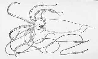 #29 (25/11?/1873) A.E. Verrill's reconstruction of "Architeuthis Harveyi", the Logy Bay giant squid