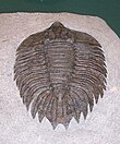 Fossil of the Silurian trilobite Arctinurus Arctinurus boltoni.jpg