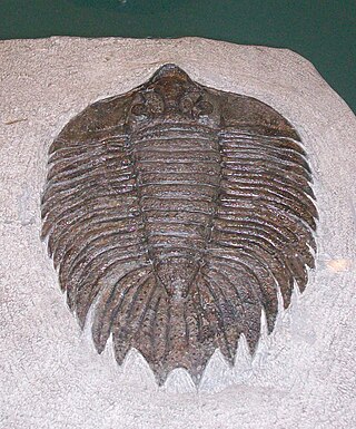 <i>Arctinurus</i> Species of trilobite (fossil)