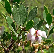 Arctostaphylos franciscana 3.jpg 