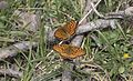 Argynnis aglaja Dark Green Fritillary Güzel İnci