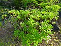 Argyranthemum pinnatifidum subsp. succulentum