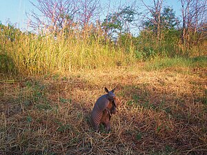 Nine-Banded Armadillo