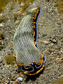 Armina sp. (Sourire armina nudibranch) .jpg