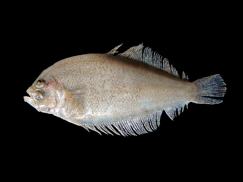 File:Arnoglossus laterna.jpg