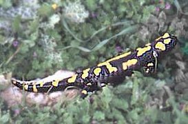Salamandra infraimmaculata