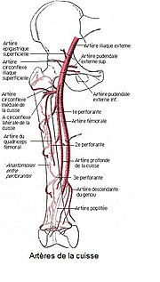 Vignette pour Artère circonflexe iliaque superficielle