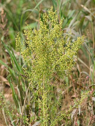 לענה חד שנתית (Artemisia annua) ממנה מופק חומר הטבע ארטמיסינין (Artemisinin)