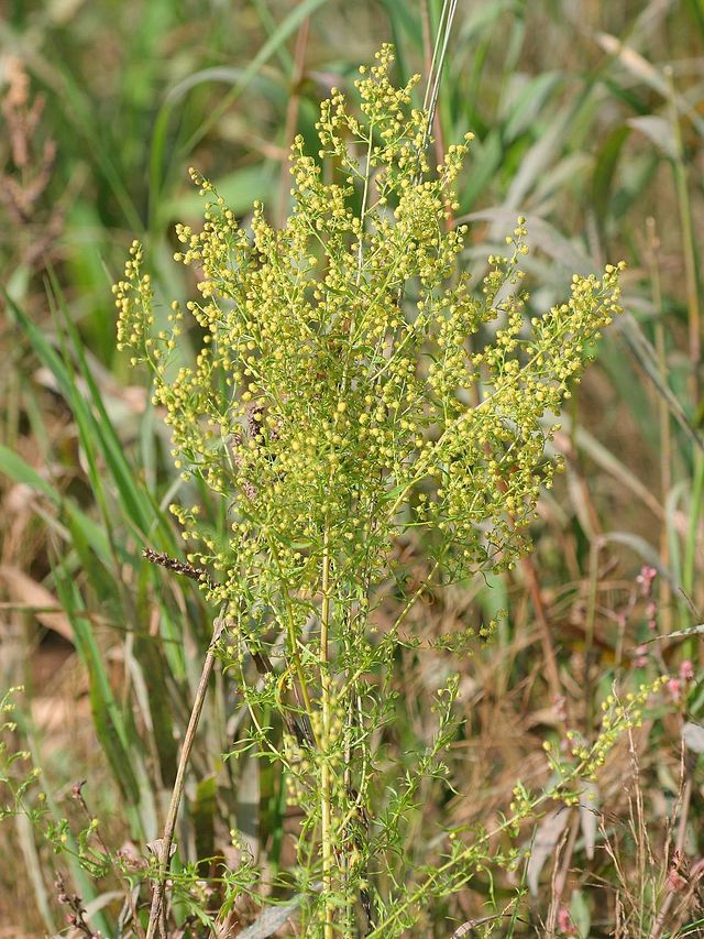 1 Planta De Artemisia Annua 15-20 Cm Lista Para Plantar