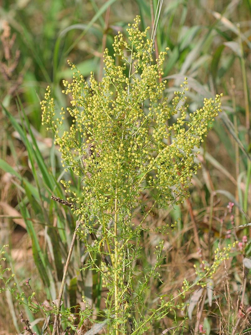 Artemisia annua L. in the field.