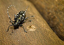 Adult Asian longhorned beetle (ALB) shown on wood, chewing an oviposition site (egg site)