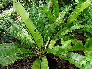 Nest fern (Asplenium nidus)