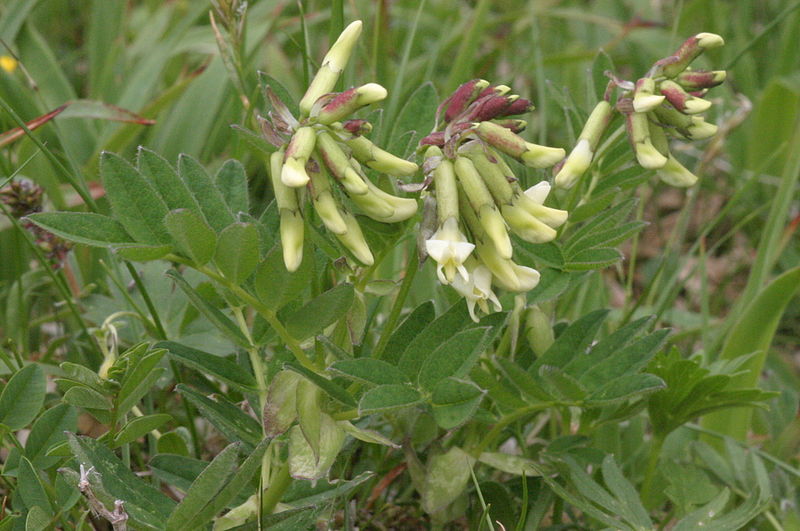 File:Astragalus frigidus (Kälte-Tragant) IMG 25638.JPG