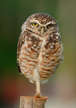 A Burrowing Owl near Goiânia, Goiás, Brazil. It is standing on one leg.