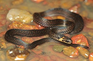 <i>Atractus zidoki</i> Species of snake