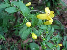 Aureolaria patula.jpg