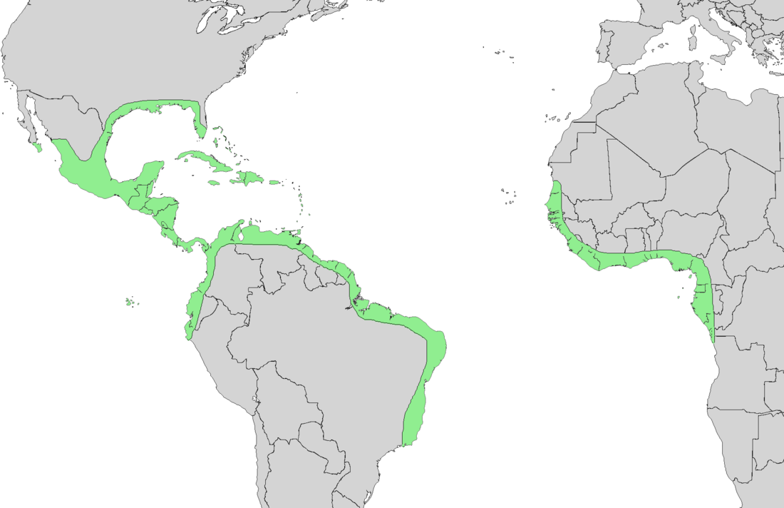 File:Avicennia germinans range map 3.png