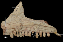 Medial view of a right maxilla from A. madagaskarensis, showing the keel on its rear half Azendohsaurus madagaskarensis maxilla medial.png