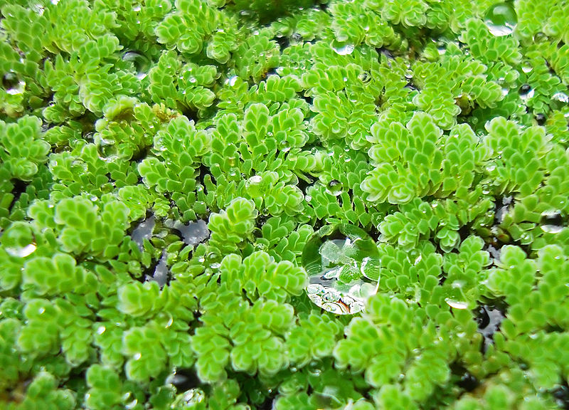 File:Azolla caroliniana 15-09-2012 02.JPG