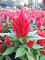 Celosia plumosa flowers in the Brisbane City Botanic Gardens. Image taken in summer.