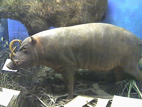 Babiruso