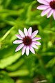 Baby Pink Coneflower (Echinacea purpurea).