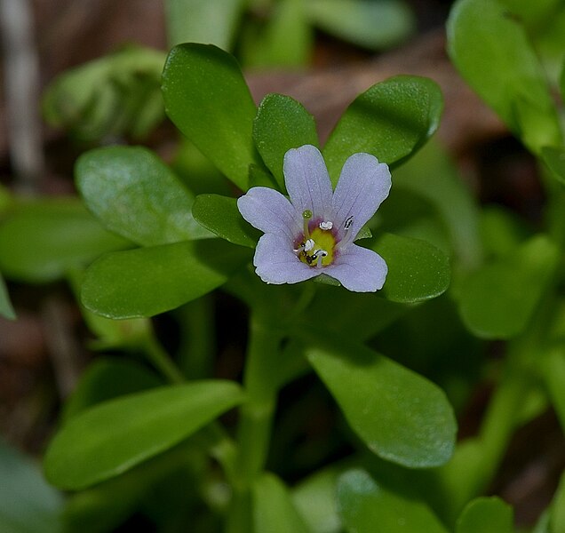 File:Bacopa monnieri 6aIR 01.jpg