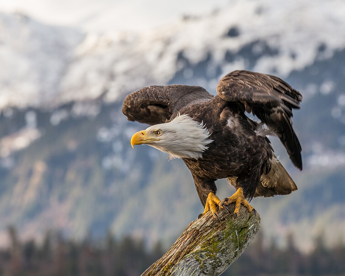 File:Bald eagle about to fly in Alaska (2016).jpg