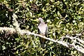Band-tailed Pigeon Muddy Hollow Marin CA 2018-09-24 10-51-56 (45723015101).jpg