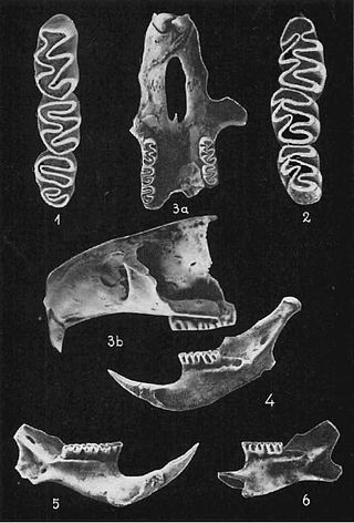 <i>Baranomys</i> Extinc genus of rodent