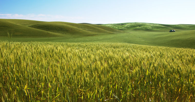 File:Barley field-2007-02-22(large).jpg