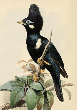 <span class="mw-page-title-main">Long-crested myna</span> Species of bird