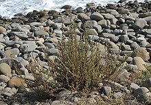 Bassia hyssopifolia nps.jpg