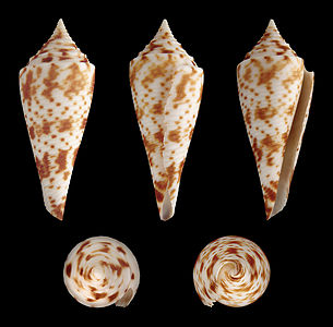 Conus (Bathyconus) comatosa