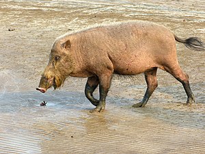 Bearded Pig (Sus barbatus) female (8220048035).jpg