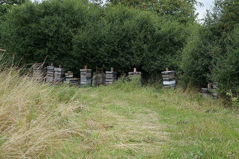 File:Bee Hives near Red House Farm - geograph.org.uk - 4127650.jpg