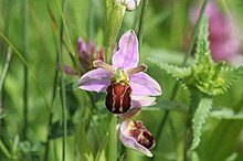 Bee Orchid Bee Orchid - geograph.org.uk - 852335.jpg