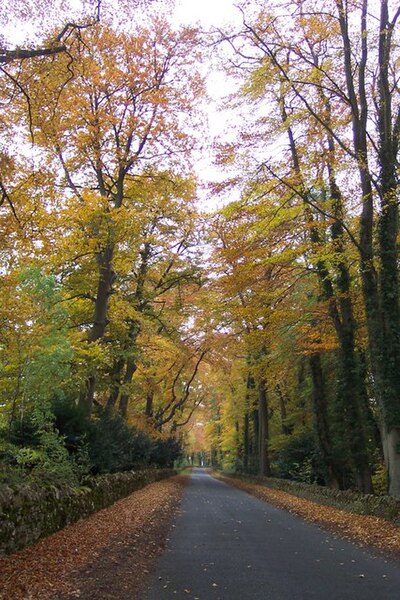 File:Beech lane in Autumn. - geograph.org.uk - 280066.jpg