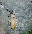 Batocera rufomaculata