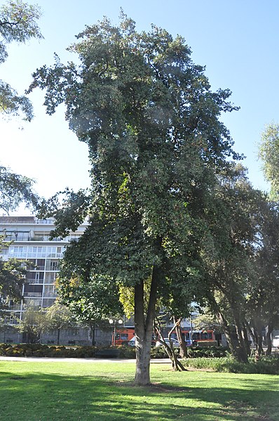 File:Beilschmiedia berteroana 01.jpg