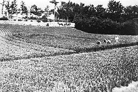 One of the over 200 Bermuda lily fields in 1926 Bermuda lily field 1926.jpg