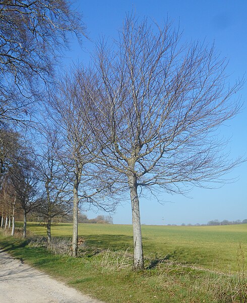 File:Beside the drive to Bloxham Lodge - geograph.org.uk - 6090419.jpg