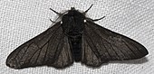 Biston betularia f. carbonaria, de zwarte versie van de peper-en-zoutvlinder, die sterk toenam ten opzichte van de witte soort nadat door de industriële revolutie de bomen waar de vlinders op leven zwart kleurden door roet in de lucht.