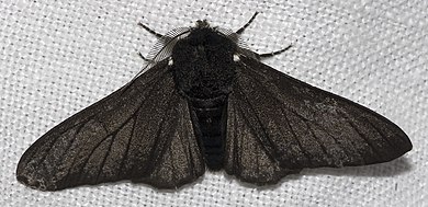 390px-Biston.betularia.f.carbonaria.7209.jpg