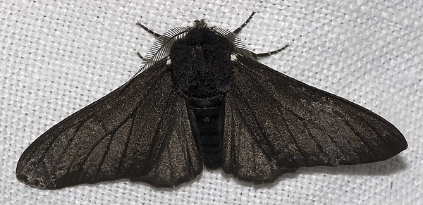 Industrial melanism: the black-bodied form of the peppered moth appeared in polluted areas.