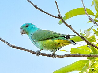 <span class="mw-page-title-main">Blue-headed racket-tail</span> Species of bird