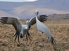 Blue crane (Grus paradisea) pair displaying Blue Cranes (Anthropoides paradiseus) couple parading ... (32457893122).jpg